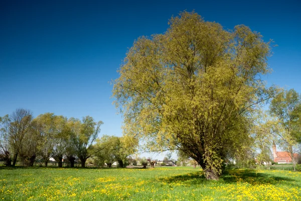 Meadow full of yellow flowers — Stock Photo, Image