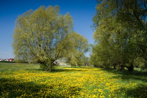 View on the green meadow — Stock Photo, Image