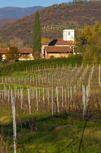 Weinberg auf einem italienischen Hügel — Stockfoto