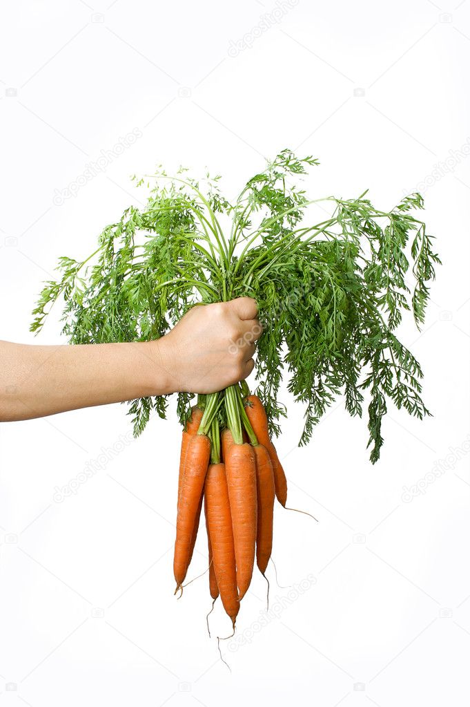 Tuft of carrots in hand