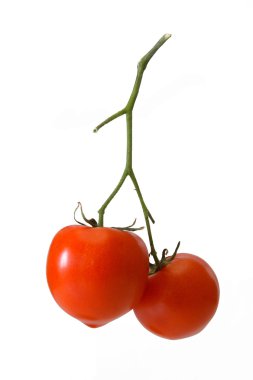 Tomatoes clipart