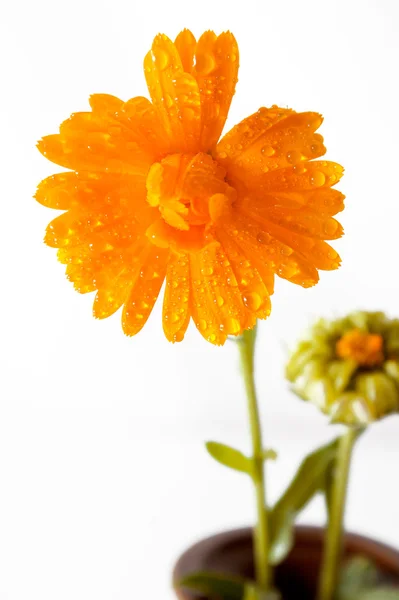 橙花 — 图库照片
