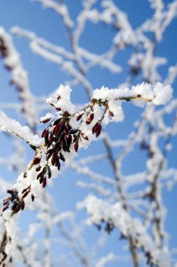 berry üzerinde karlı Şubesi