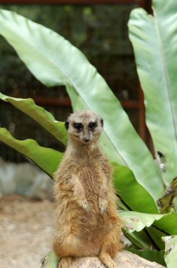 Suricate