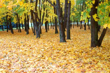sarı renkli park
