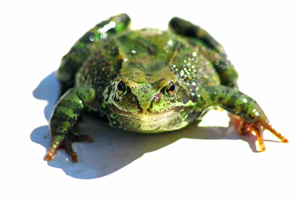 Frog isolated — Stock Photo, Image