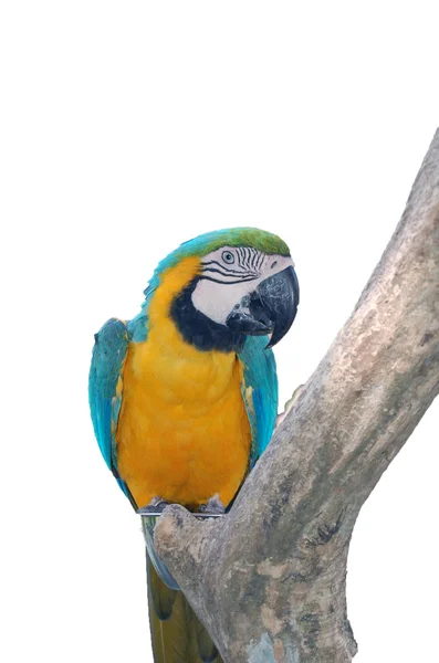 stock image Parrot isolated