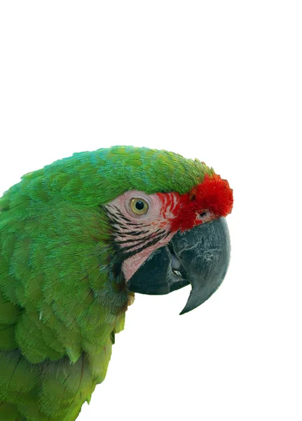 Parrot isolated — Stock Photo, Image