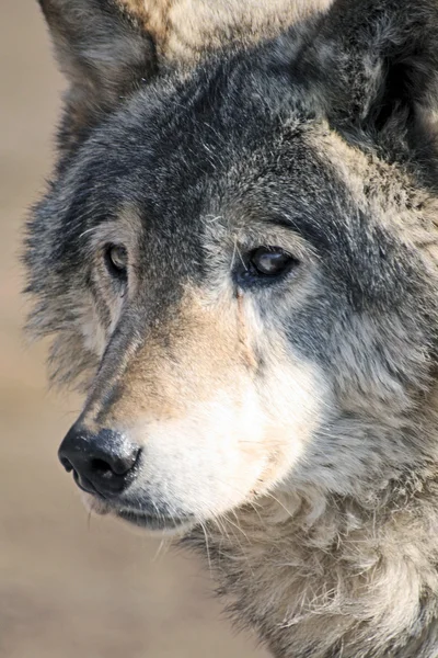 Wolfy — 图库照片