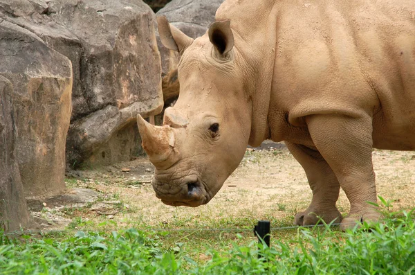 stock image Rhino