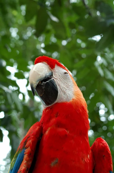 Czerwona papuga — Zdjęcie stockowe