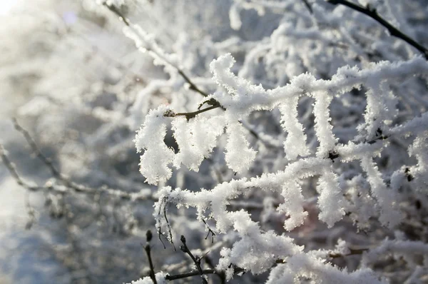 Snowy branch — Stock Photo, Image