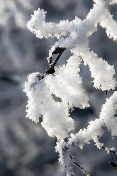 Snowy branch — Stock Photo, Image
