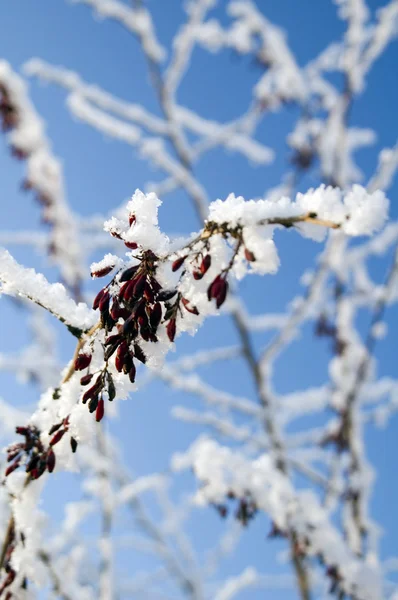 Berry on snowy branch — Stock Photo, Image