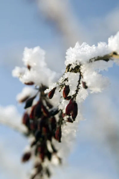 Berry on snowy branch — Stock Photo, Image