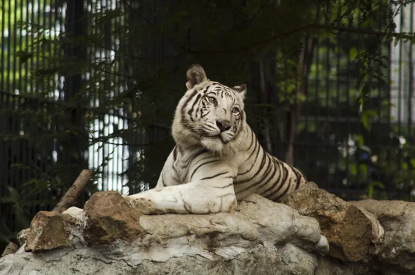 stock image White Tiger