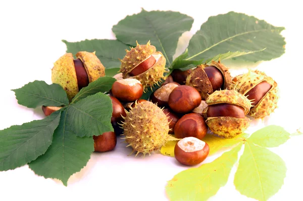 stock image Chestnut