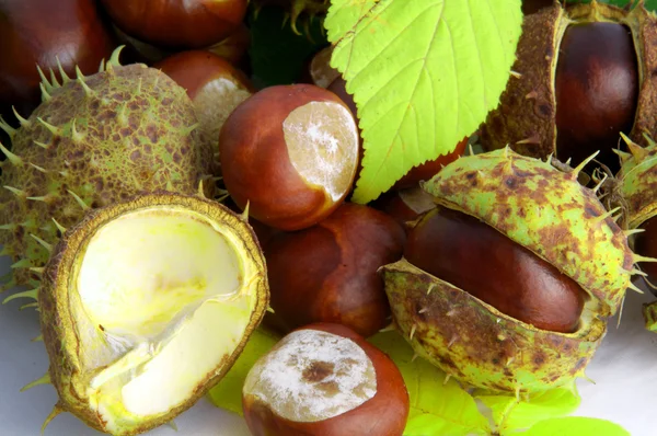 stock image Chestnut