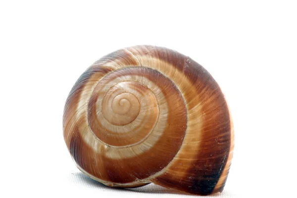 Shell helix 2 — Stockfoto