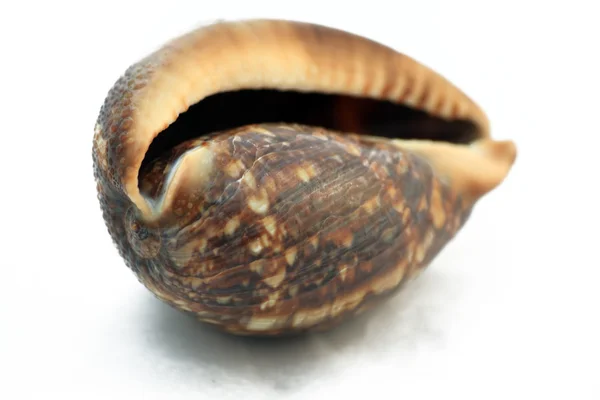 Macros Shell — Foto de Stock
