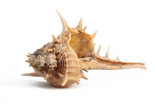 Thorn-Shell — Stock Photo, Image
