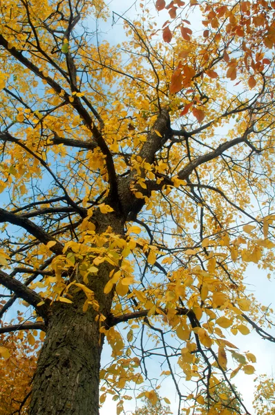 Golden russian autumn — Stock Photo, Image