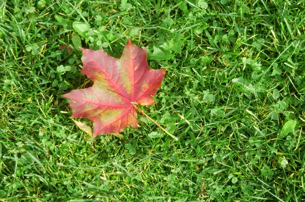 Single red maple leaf on green green gra — Stock Photo, Image