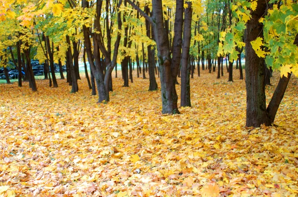 노란 색 공원 — 스톡 사진