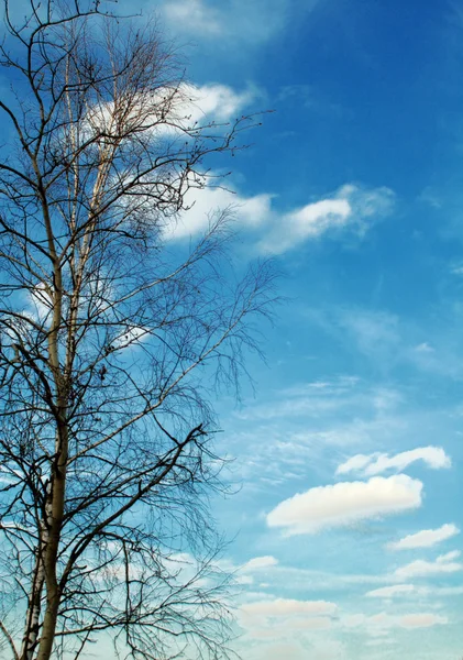 Albero su cielo — Foto Stock
