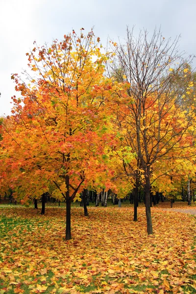 Maple falling leaf — Stock Photo, Image