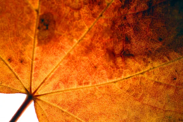 stock image Maple leaf