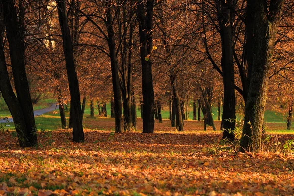 가을... — 스톡 사진