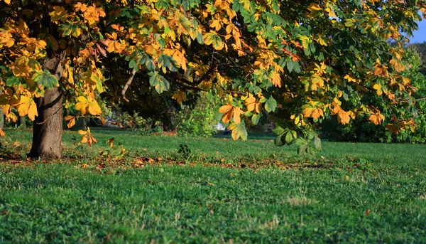 板栗树秋天 — 图库照片