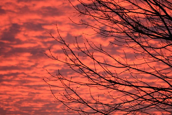 stock image Branch in sunset colour