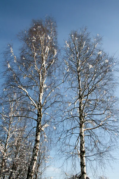 stock image Birch in snow