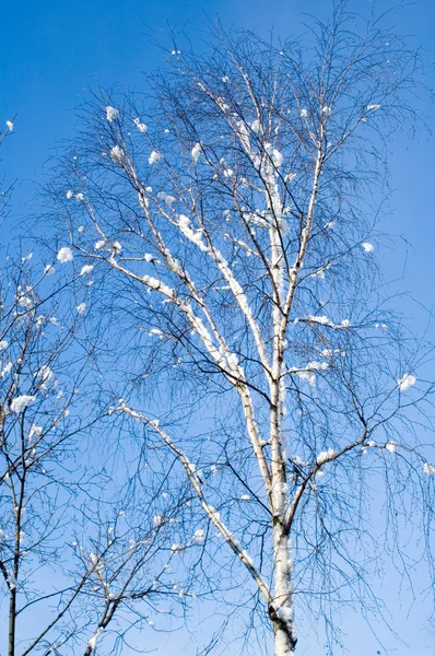 Karda huş ağacı — Stok fotoğraf