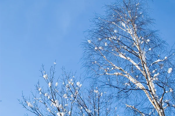 Birch in snow — Stock Photo, Image