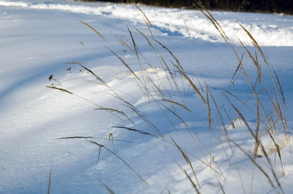 在雪中草 — 图库照片