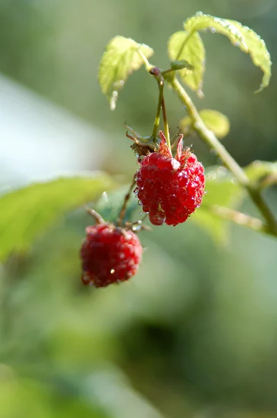 Stock image Berry