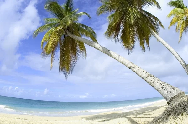 Пальмы и пляж — стоковое фото