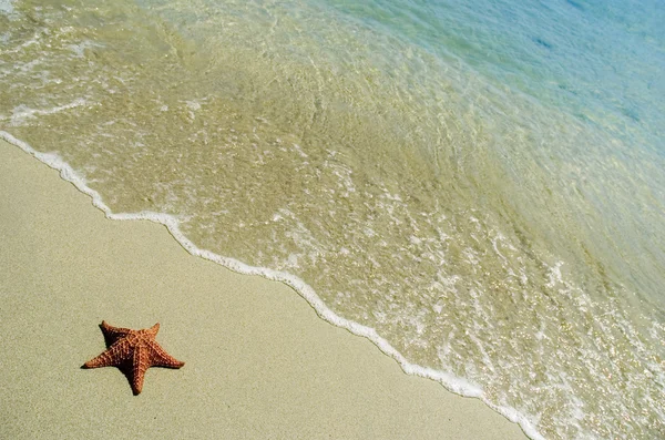 Hvězda ryby na pláži — Stock fotografie