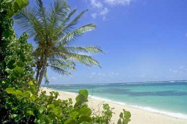 palmiye ağaçları ve plaj