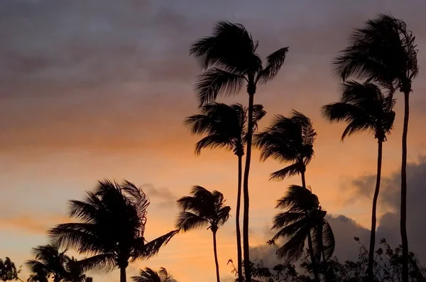 Пальми і захід сонця — стокове фото