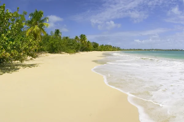 Palm trees beach — Stock Photo, Image