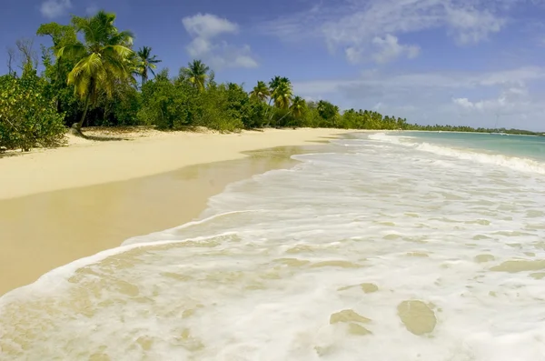 Palm trees beach — Stock Photo, Image