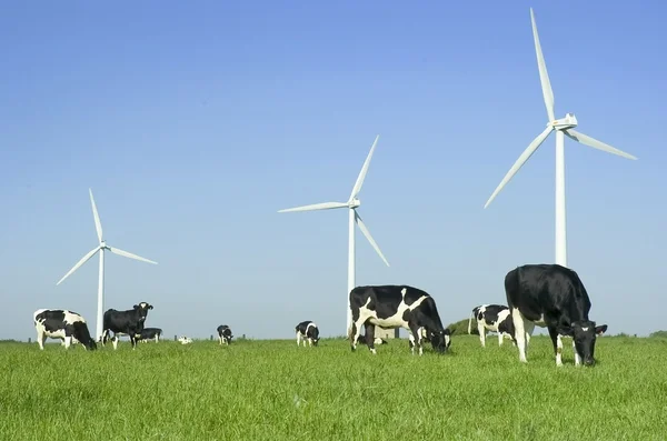 Větrné turbíny a krávy — Stock fotografie