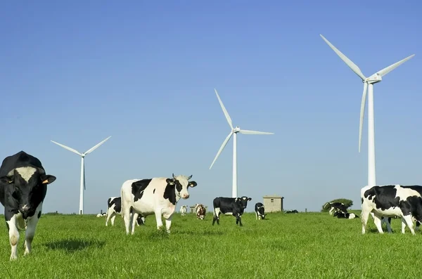 Rüzgar türbinleri ve inekler — Stok fotoğraf