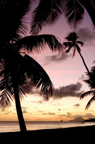Palmové stromy a slunce — Stock fotografie