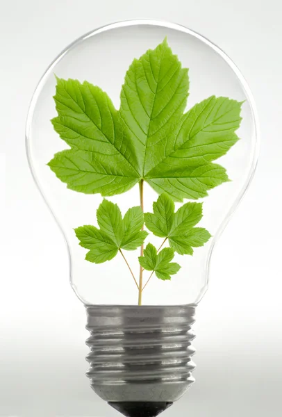 Folha em uma lâmpada - ecologia — Fotografia de Stock