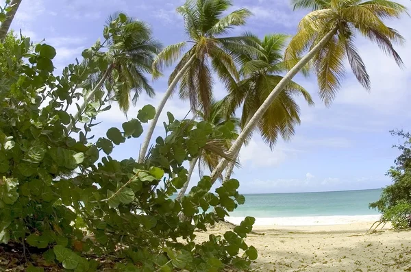 Palm träd beach — Stockfoto